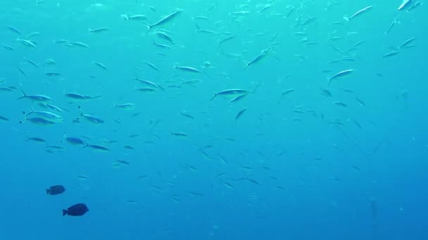Богатый подводный мир. Стая рыб-фузилёров в резервуаре под коксом с планктоном — стоковое видео