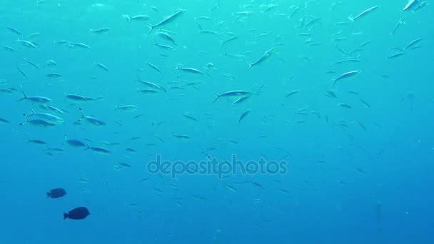 Rich underwater world . A flock of Res Sea Fusilier fish is coked with plankton