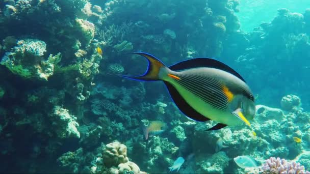 Schwimmen unter Wasser zwischen Korallen und Ökofischen. Fischchirurg, Zackenbarsch und viele andere Fischarten des Roten Meeres — Stockvideo