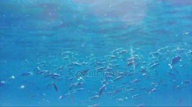 Plankton güneşin Kızıl Deniz Flusilier balık sürüsü beslenir. Kızıldeniz şaşırtıcı sualtı hayatı