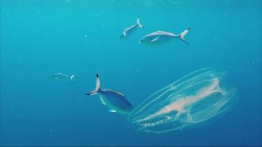 İnanılmaz Bioluminescence denizin içinde. Parlayan denizanası Mısır Melia çekicilik. Doğada şaşırtıcı fenomen.