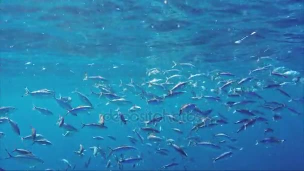 Ein Schwarm Fische schwimmt synchron im Wasser des Roten Meeres, ernährt sich von Plankton in der Sonne. — Stockvideo