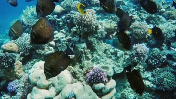 Herrliches Tauchen im Roten Meer. Schwimmen in der Nähe des Schmetterlingsfisches in geringer Tiefe — Stockvideo