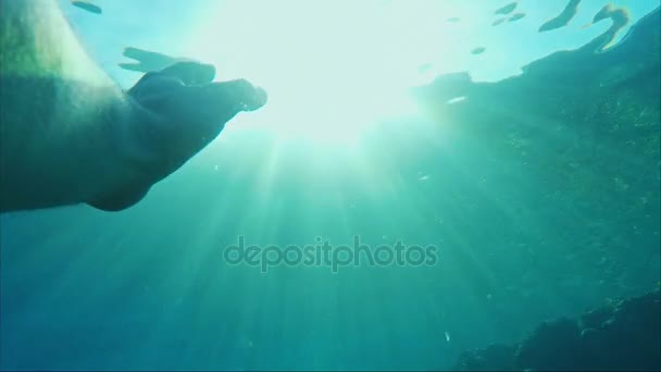 The hand under the water stretches towards the sun. Beautiful rays illuminate it. Concept - need help, rescue — Stock Video