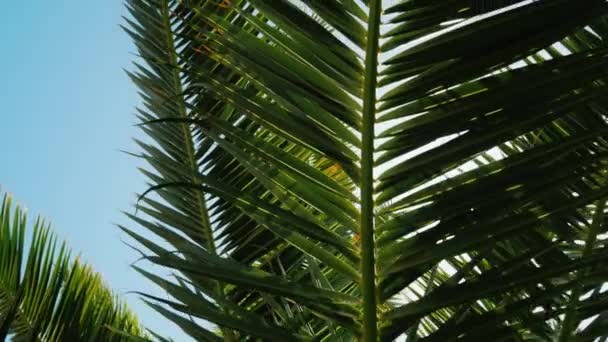 Solen strålar skina igenom bladen i palmträdet mot den blå himlen. Koncept - vila i anläggningen. Kran skott — Stockvideo