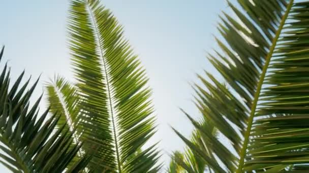 Crane shot: Un día soleado en el cálido sur. Los rayos del sol hacen su camino a través de las hojas de la palmera — Vídeo de stock