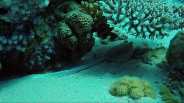 .İğneli vatoz sarkma mercan altında gizler. Kızıldeniz Sharm El Sheikh alanında
