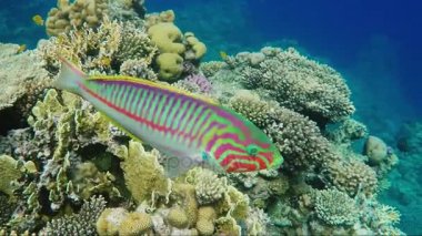 Meraklı bir Klunzingers Wrasse balık Red Sea'deki/daki muhteşem mercan arka plan üzerinde yüzen