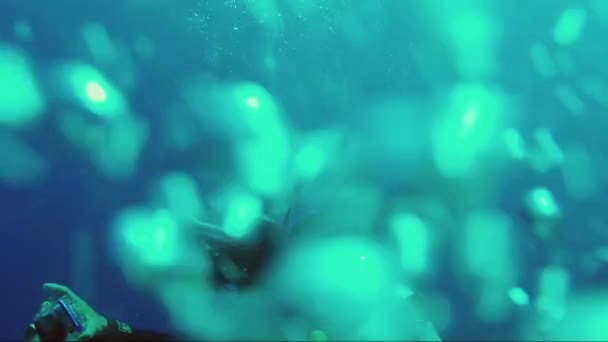 Profesyonel dalgıç-fotoğrafçı su altında fotoğraf çekimleri — Stok video