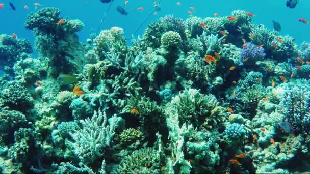 Ecosistema de un arrecife de coral con muchos peces Antías del Mar Rojo — Vídeo de stock