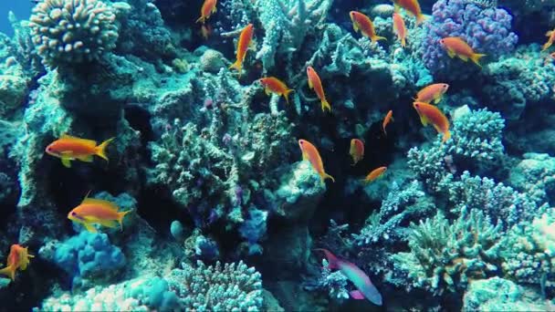El increíble mundo submarino del Mar Rojo. Profundidad de 5 metros, muchos corales y coloridos peces exóticos — Vídeo de stock