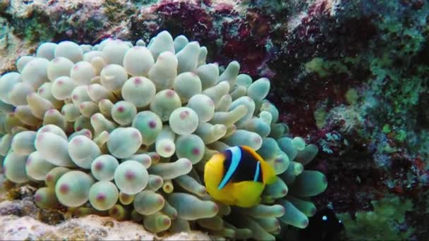 在自然的互惠共生。鱼小丑藏在海葵有毒的触须。埃及红海 — 图库视频影像