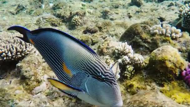 A close-up of a surgeon fish, feeding near corals. Red Sea, Egypt — Stock Video