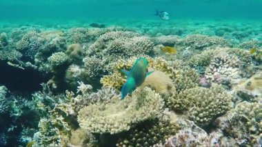 Parlak papağan balık Red Sea mercanlar arasında yelken. Dalış şaşırtıcı