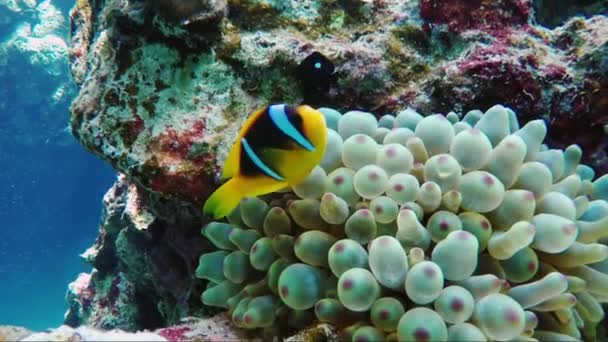 Der berühmte Clownfisch ist ein Symbol für die Unterwasserwelt Ägyptens. Symbiose lebender Organismen — Stockvideo