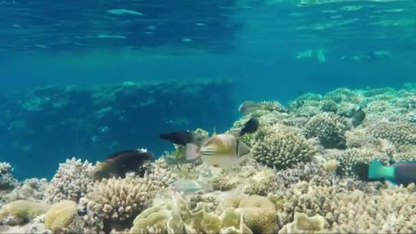 Kristallklart vatten med tropiska fiskar och koraller. Bad turister kan ses i fjärran - en fantastisk semester — Stockvideo