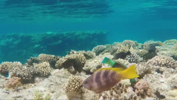 Increíble mundo submarino - peces exóticos y corales — Vídeo de stock