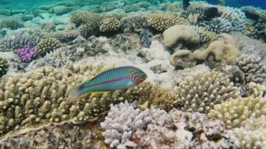 Egzotik balık şaşırtıcı mercanlar üzerinde yüzmek. Meraklı bir Klunzingers Wrasse balık Red Sea'deki/daki muhteşem mercan arka plan üzerinde yüzen
