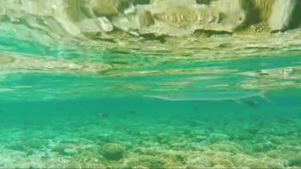 Flauta de pescado flotando cerca de la superficie del mar. Impresionante mundo submarino — Vídeo de stock