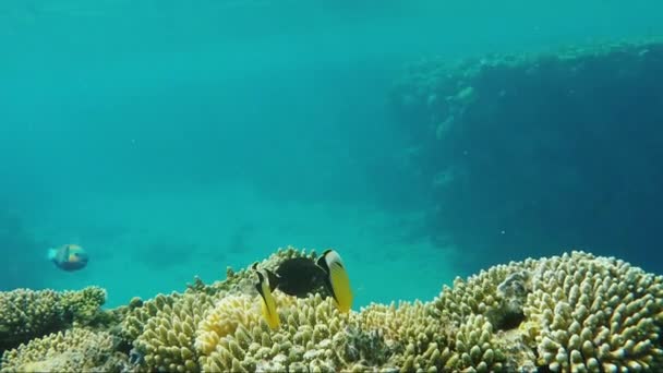 Удивительный подводный мир - кристально чистая вода с солнечными лучами и кораллами с экзотическими рыбами. Копикосмическая композиция — стоковое видео