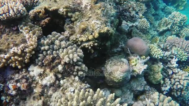 Caja manchada Puffer de pescado - buceo en el mar rojo — Vídeos de Stock