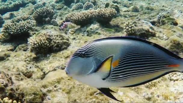 O apropiere a unui peşte chirurg exotic, camera se mişcă împreună cu peştele. Traking shot — Videoclip de stoc