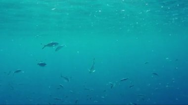 Sualtı ağır çekim video: Rampage sualtı yaşam. Güneş ışınları yüzeye yakın plankton Stealth balık yemek.