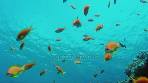 Heldere Anthias vis eten plankton in het dikke warme water van de rode zee, daarboven zie je de oppervlakte van de zee — Stockvideo