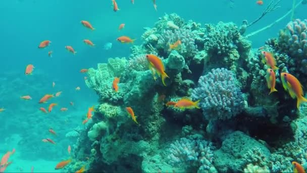 珊瑚与五颜六色的外来鱼野生水下世界。沙姆沙伊赫地区红海 — 图库视频影像