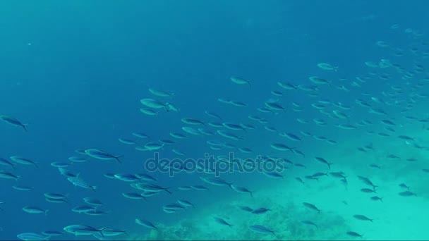 一群鱼在海蓝色深渊中以浮游生物为食 — 图库视频影像
