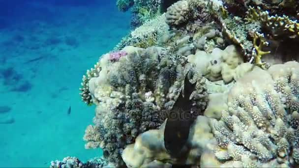 Incroyable monde sous-marin de la mer Rouge, des poissons exotiques sous l'eau vidéo — Video