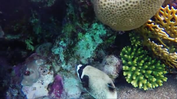 A csodálatos víz alatti világ, a halak és korallok álarcos gömbhal halat. Víz alatti videó — Stock videók