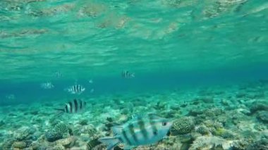 Çizgili Scissortail çavuş balık su yüzeyinin altında derin değildir. Sualtı video