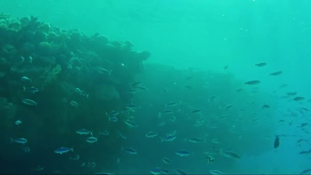 Profundidades del mar tropical y una bandada de peces para alimentarse — Vídeos de Stock