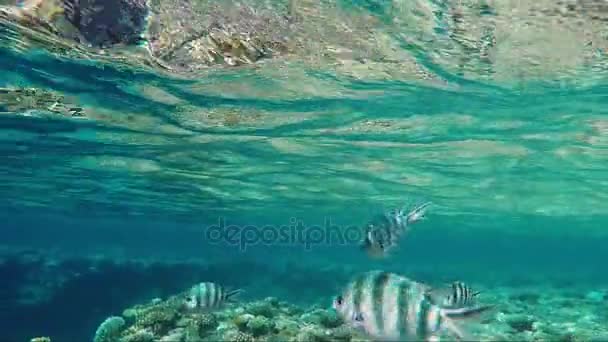 Los peces tropicales nadan no muy lejos de la superficie del mar. Colorear el mundo submarino — Vídeos de Stock