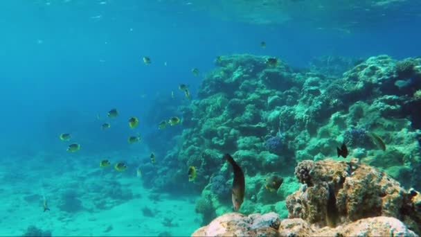Mundo submarino con una gran cantidad de peces exóticos, corales y hermosos rayos de sol. Peces mariposa del Mar Rojo — Vídeo de stock