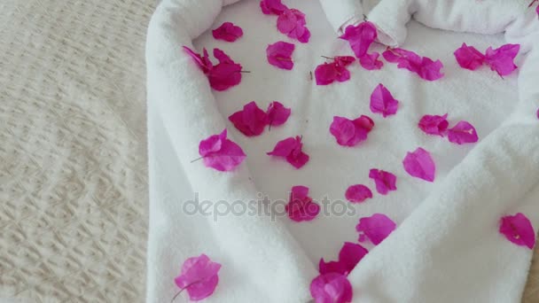 Always welcome guests. Compliment from the hotel - a heart made of towels with flower petals. — Stock Video