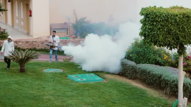 Σαρμ Ελ Σέιχ, Αίγυπτος, Μαρτίου 2017: Υποκαπνισμός του κήπου. Καταστροφή των παράσιτα και βλαβερά έντομα στον κήπο του ξενοδοχείου. — Αρχείο Βίντεο