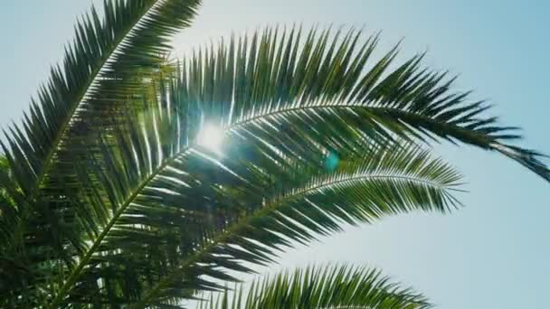 Photo de grue : Une journée ensoleillée dans le sud chaud. Les rayons du soleil se fraient un chemin à travers les feuilles du palmier — Video