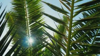Tropik güneş. Güneş ışınları palmiye ağacının yaprakları ile onların yol yapmak. Lens flare etkisi