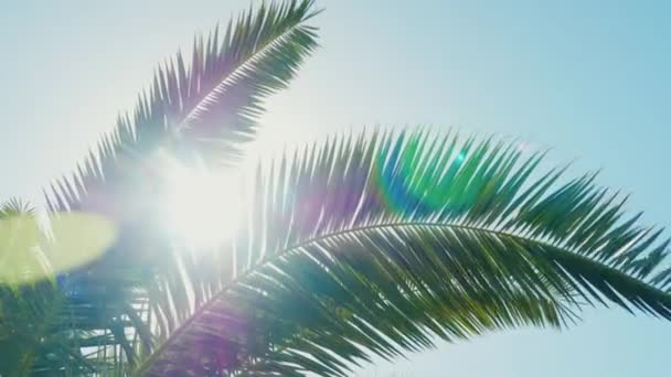 Un día soleado en el cálido sur. Los rayos del sol hacen su camino a través de las hojas de la palmera. Efecto de destello de lente — Vídeo de stock