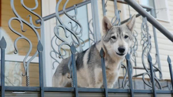 Hund Laika auf der Veranda des Hauses wartet auf den Besitzer, bellt — Stockvideo