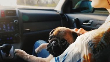 Pug köpek bir arabaya kucağına metresi seyahat eder. Biz birlikte favori senin evde beslenen hayvan seyahat etmek