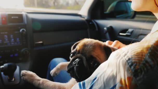 Mopsi koira matkustaa sylissään olevassa autossa rakastajattaren vieressä. Matkustamme lempilemmikkisi kanssa. — kuvapankkivideo