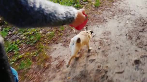 Βόλτα το αγαπημένο σας κατοικίδιο - ένα σκυλί της ράτσας Pug. Διασκεδαστικό βίντεο 3-άξονα σταθεροποιημένο pov — Αρχείο Βίντεο