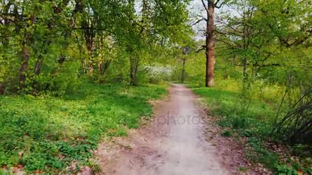 Spaziergang durch den frühlingshaften Laubwald. steadicam pov video — Stockvideo