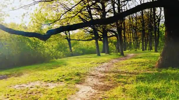 春の森の中のパスです。グレアで木 々の間から太陽に輝きます。ステディカム ショット — ストック動画