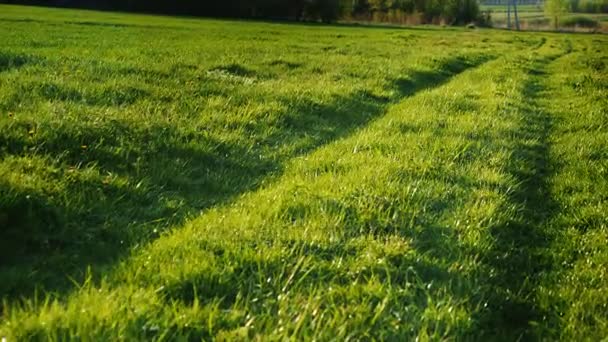 Eine schöne Landstraße, die mit grünem Gras bewachsen ist. niedliche ländliche Landschaft an einem klaren Frühlingstag. Steadicam-Aufnahme — Stockvideo