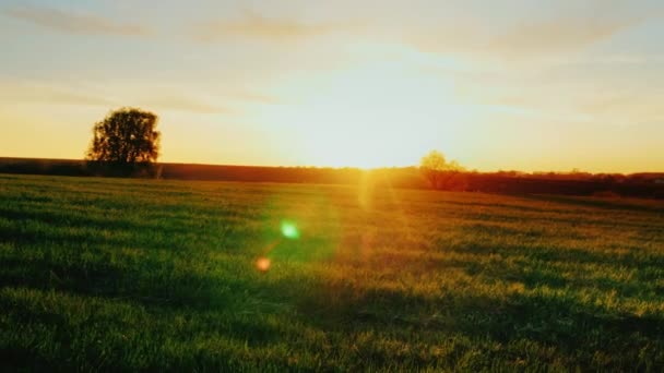 Campo de trigo joven al atardecer. En el fondo hay un árbol solitario y la salida del sol. Un lugar ideal para el agronegocio, la encarnación de un sueño . — Vídeos de Stock