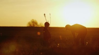 Bir baba küçük oğluyla birlikte bitki bir ağaç. Gün batımı, güzel siluetleri. Kavram - yeni bir hayat, güçlü bir aile ve aile değerleri